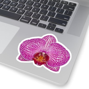 Pink Candy Stripe Phalaenopsis (Motte) Orchidee Blumen Kiss-Cut Aufkleber. Home Decor, Basteln, Dekorieren, Original sein! So viele Möglichkeiten.