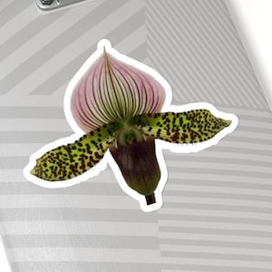Stickers exotiques Paphiopedilum (chaussons) orchidée fleur. Décoration d'intérieur, créations artisanales, décoration, soyez original ! Tant de possibilités.