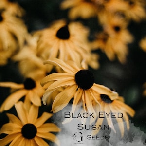 Black Eyed Susan Flower Seeds (approximately 50 seeds / packet)