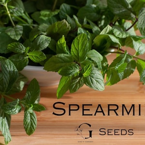 Spearmint Seeds