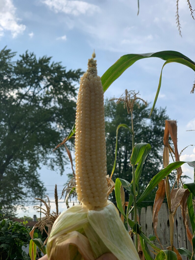 Japanese Hulless Popcorn Seeds for Planting Etsy