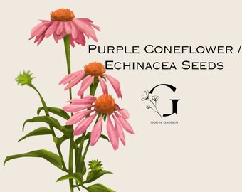 Purple Coneflower / Echinacea Seeds