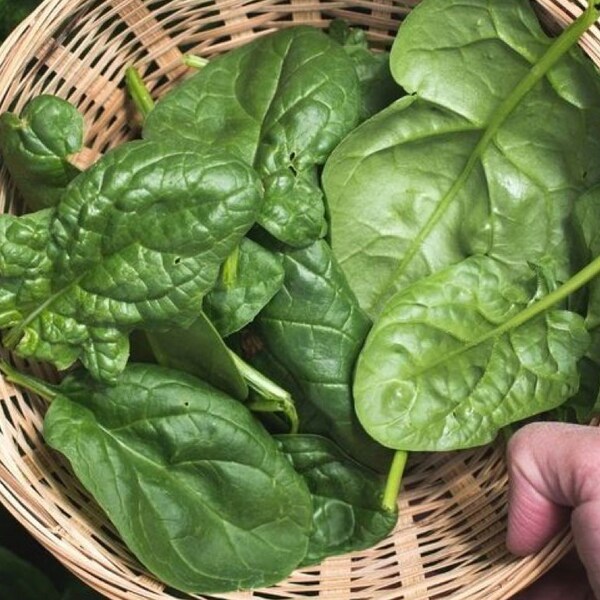 Spinach (Big Ruffles) Seeds