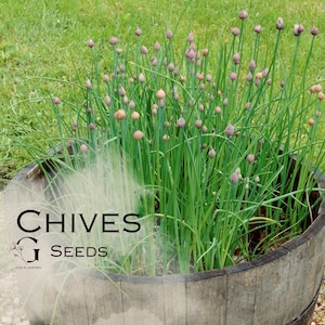 Chives Seeds (approximately 100 seeds / packet)