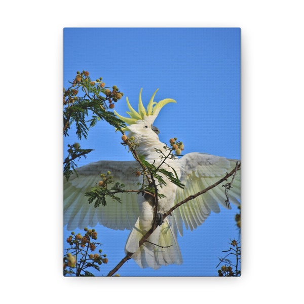 Sulpher Crested Cockatoo. Australian Wildlife. Canvas Gallery Wraps