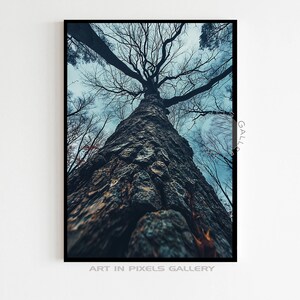 Majestic Nature Redwood Art Print, Skyward Tree Perspective, Farmhouse Wall Decor, Nature Lover Gift