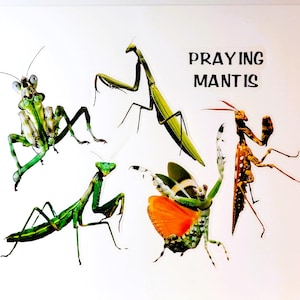 May include: A collection of praying mantises in various poses. The mantises are green, brown, and orange with intricate patterns. The text "Praying Mantis" is written in black letters at the top of the image.