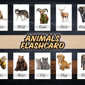 Animal Flashcards: 50 Printable Cards, Preschool Learning (PDF Download)