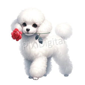 Può includere: Un cane barboncino bianco con una rosa rossa in bocca. Il cane è in piedi su uno sfondo bianco.