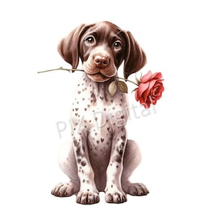 Peut inclure: Un chien tacheté brun et blanc avec une rose rouge dans sa gueule, assis sur un fond blanc.