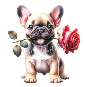 French Bulldog With a Red Rose - Digital Image Pngs, Clipart, High