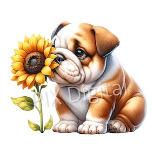 Peut inclure: Un chiot bouledogue brun et blanc avec une expression mignonne renifle un tournesol jaune. Le tournesol a un centre brun foncé et des pétales jaunes.