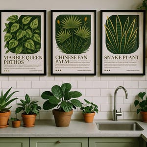 Op de afbeelding: Drie ingelijste botanische prints met 'Marble Queen Pothos', 'Chinese Fan Palm' en 'Snake Plant' hangen boven een aanrecht. Verschillende potplanten, waaronder aloë vera en een vioolbladplant, staan op het aanrecht. De keuken heeft groene kasten en witte tegels.
