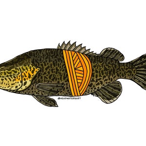 Murray Cod Decals - Fishing Stickers - Freshwater Fish Series - Etsy ...