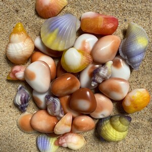 May include: A collection of colourful soap shells in various shapes and sizes, including seashells, pebbles, and clams. The soaps are arranged on a sandy surface.