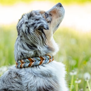 Könnte beinhalten: Ein Hund mit einem geflochtenen Lederhalsband in Braun-, Blau- und Goldtönen. Das Fell des Hundes ist grau und weiß. Das Halsband ist ein dekoratives Accessoire, wahrscheinlich handgefertigt, für Haustiere.