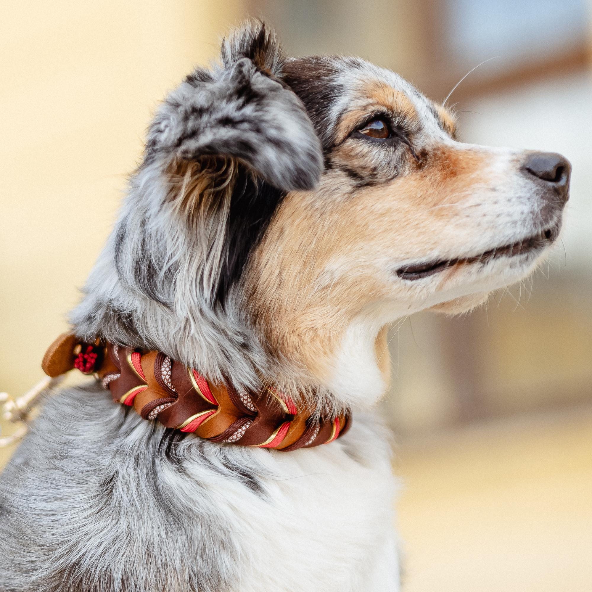 Hundehalsband breit - Etsy.de