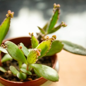 Kalanchoe, 4 Kalanchoe Alligator Plant Pups: Mother of Thousands Succulent
