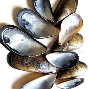 May include: A collection of open mussel shells, showcasing iridescent interiors and textured exteriors. The shells display a range of colors, including silver, black, and brown, with a pearlescent sheen. The arrangement is on a white surface, highlighting the natural beauty of the shells.