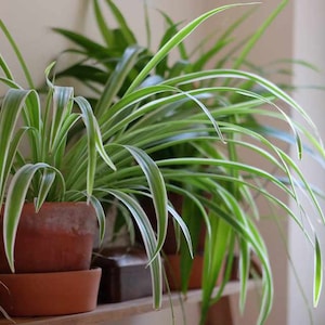 Spider Plant, Variegated Spider Plant Pup: Easy Beginner Houseplant