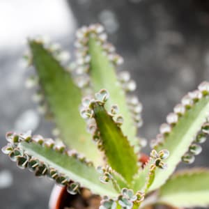 May include: A close-up of a green succulent plant with small, white, heart-shaped leaves. The plant is growing in a pot.
