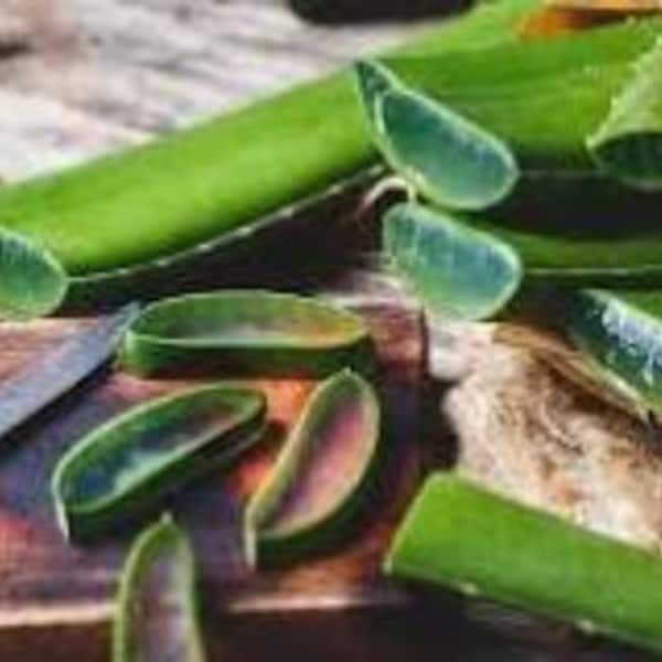 Echter Aloe Vera Stamm, Natürliche Aloe Vera 100% ohne Zusätze, medizinischer Aloe Vera Spross für Haut und Darm