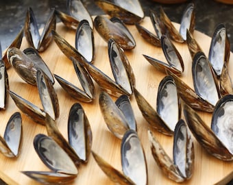 Shells, Scottish Mussel Shells, Golden and Light Blue, Craft Supply (30),crafting gift