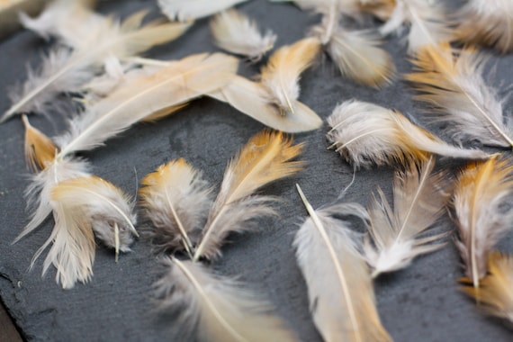 Piume Decorative Naturali Bianche - Per Artigianato, Decorazioni, Fai Da Te, Lavoretti - Foto 14