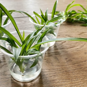 Spider Plant, All Green Spider Plant Pup: Easy Beginner Houseplant