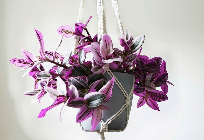 Pink Tradescantia Nanouk, Unrooted Cuttings