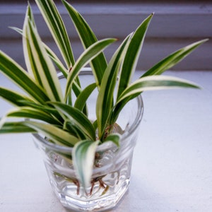 May include: A close-up of a spider plant with green and white striped leaves growing in a clear glass. The plant is rooted in water.