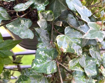 Hiedra, esqueje de hiedra variegada: planta trepadora Hedera, para interior/exterior