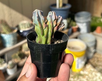 Myrtillo geometrizans crested- blue candle crested in 2.5 in pot