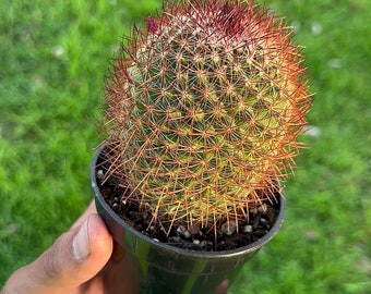 Mammillaria Rhodantha- Rainbow pincushion