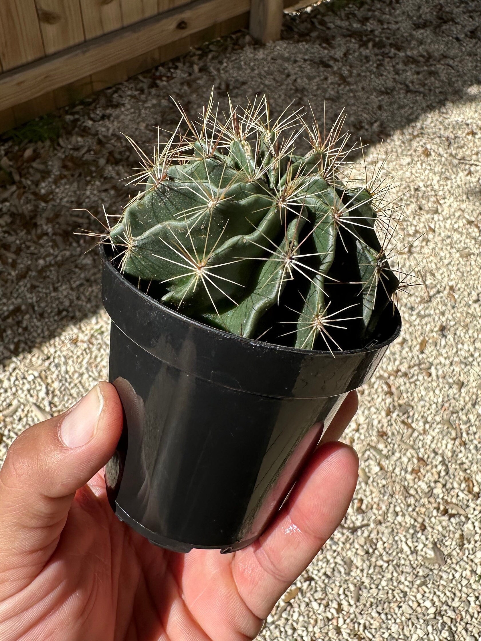Thelocactus Setispinus Twisted Rib Cactus Miniature Barrel in 3.5 in ...