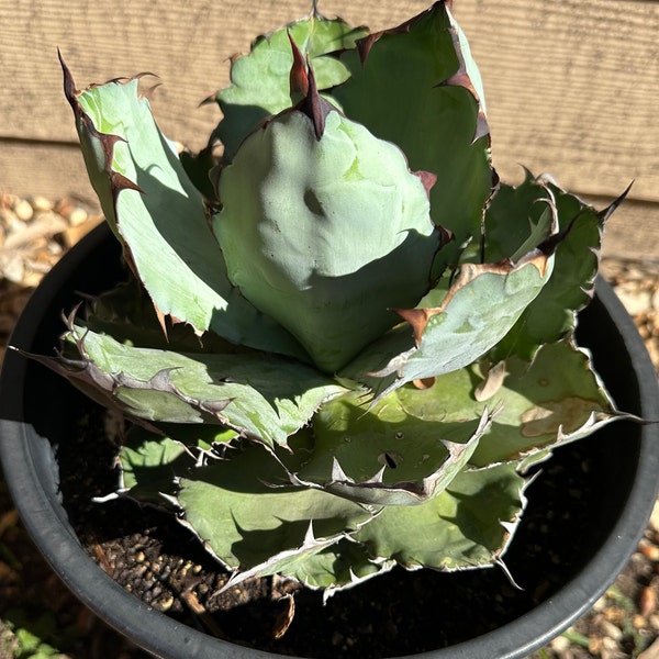 Agave titonata ( black and blue)