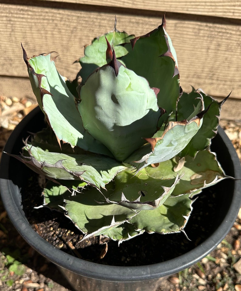 Agave titonata black and blue image 1