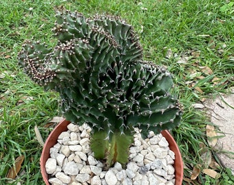 crested euphorbia ammak-