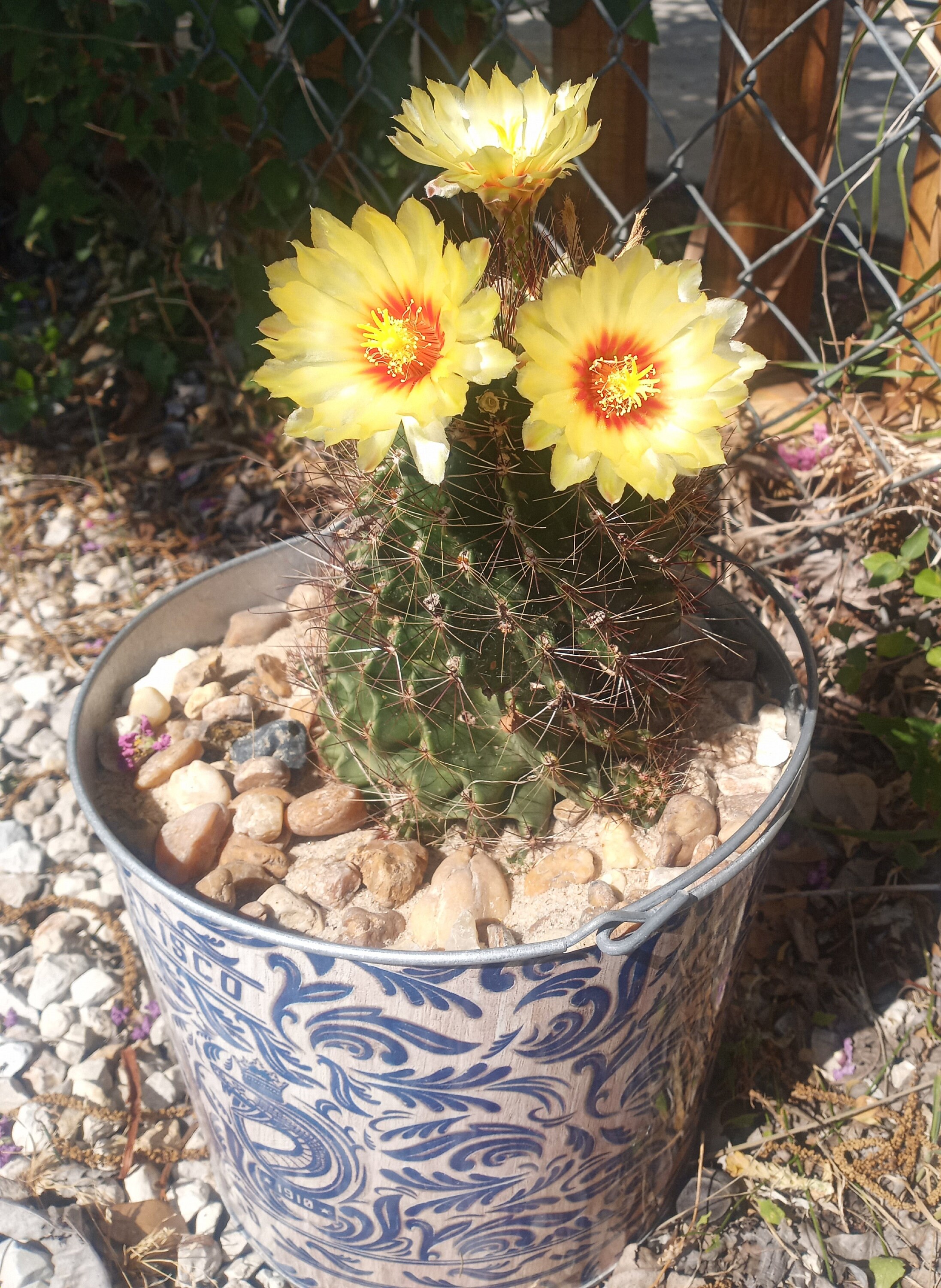 Thelocactus Setispinus Twisted Rib Cactus Miniature Barrel in 3.5 in ...