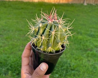 Ferocactus Gracilis- fire barrel