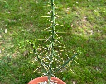 Tasajillo cactus-desert Christmas cholla