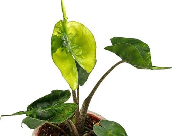 Alocasia Stingray Aurea variegata plante RARE panachée