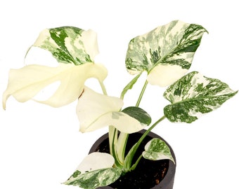 Monstera Thai Constellation Creme Brulee Variegata Plante RARE Blanche Neige Panachée