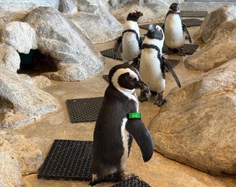 Etiqueta personalizada para pingüinos, pulsera de identificación personalizada para pingüinos, etiqueta de identificación para animales de zoológico, etiqueta para animales de acuario.