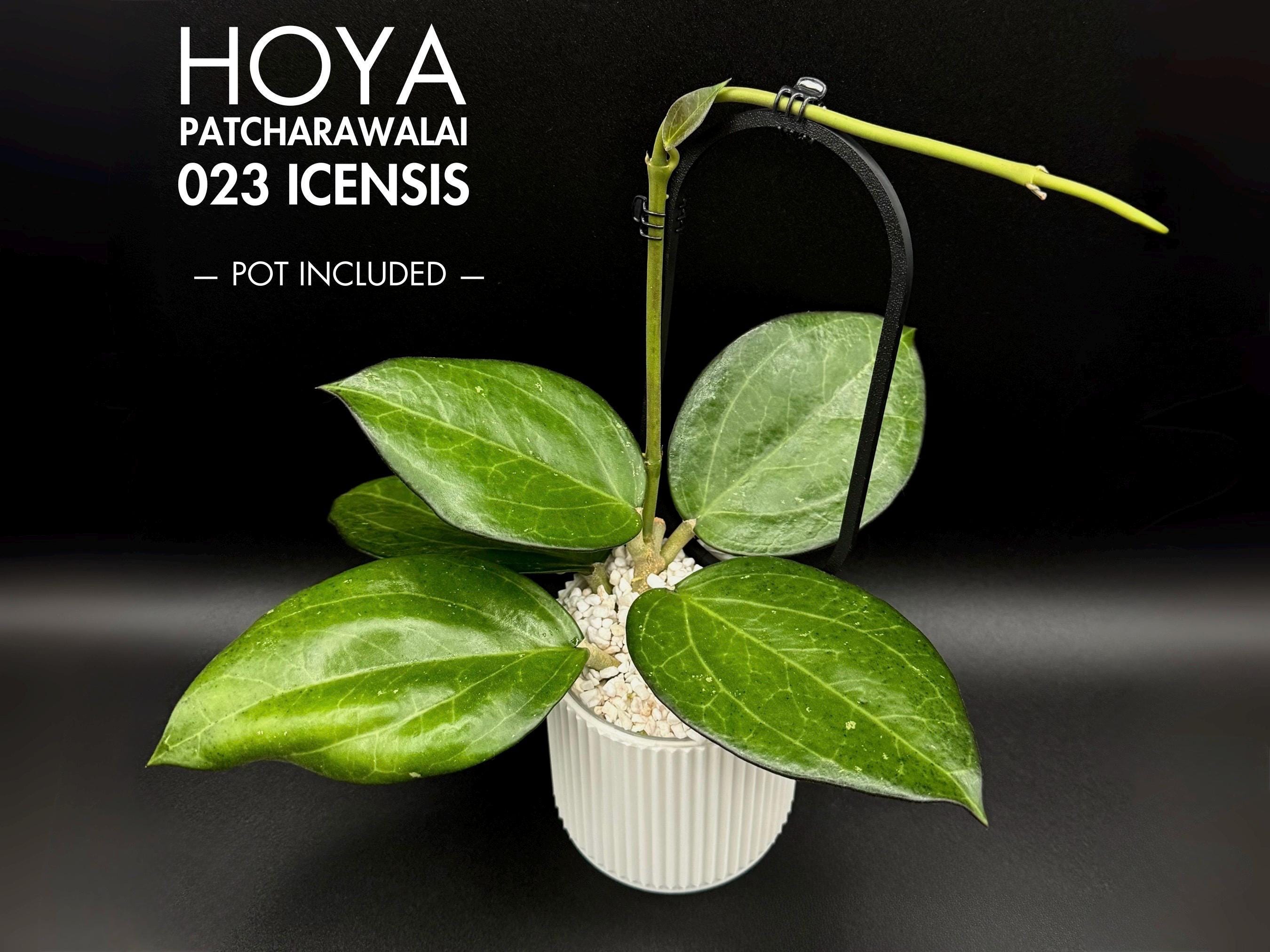 Hoya icensis Hoya seed023 カット苗 Hoya icensis Hoya seed023 カット苗 Hoya icensis 023 (Hoya
