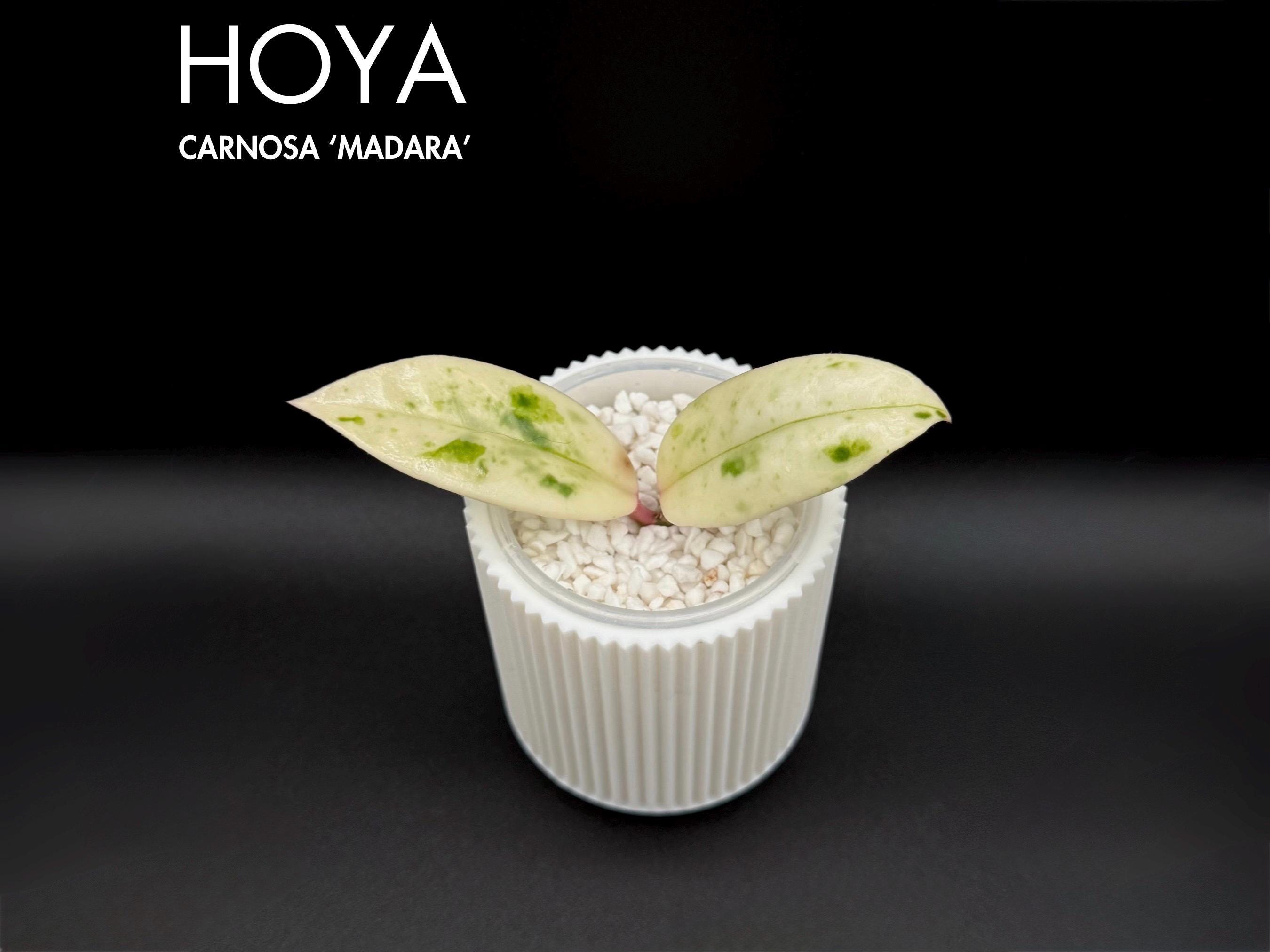 Hoya Madara Snow Angel - Etsy