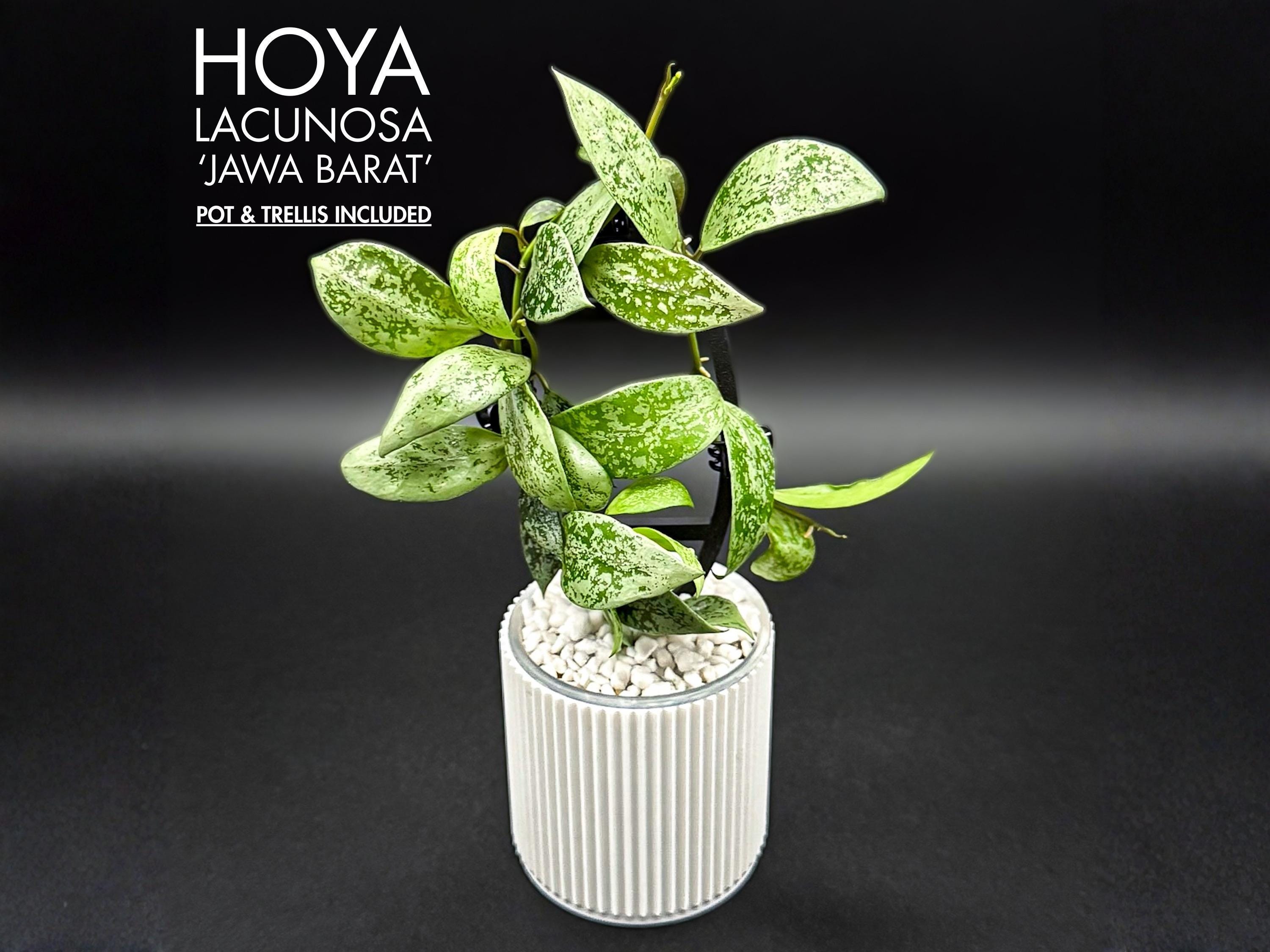 HOYA ロヘリ 250808 21 4