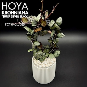 Hoya Rare Plant Krohniana Super Silver Black