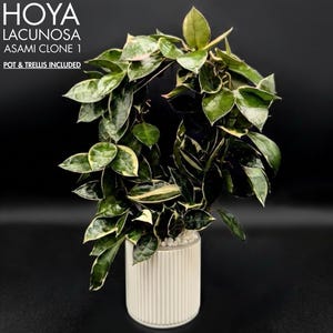 May include: A Hoya lacunosa 'Asami Clone 1' plant in a white, vertically-lined pot. The plant has green leaves with white and yellow edges. The text "HOYA LACUNOSA ASAMI CLONE 1 POT & TRELLIS INCLUDED" is visible in the upper left corner.