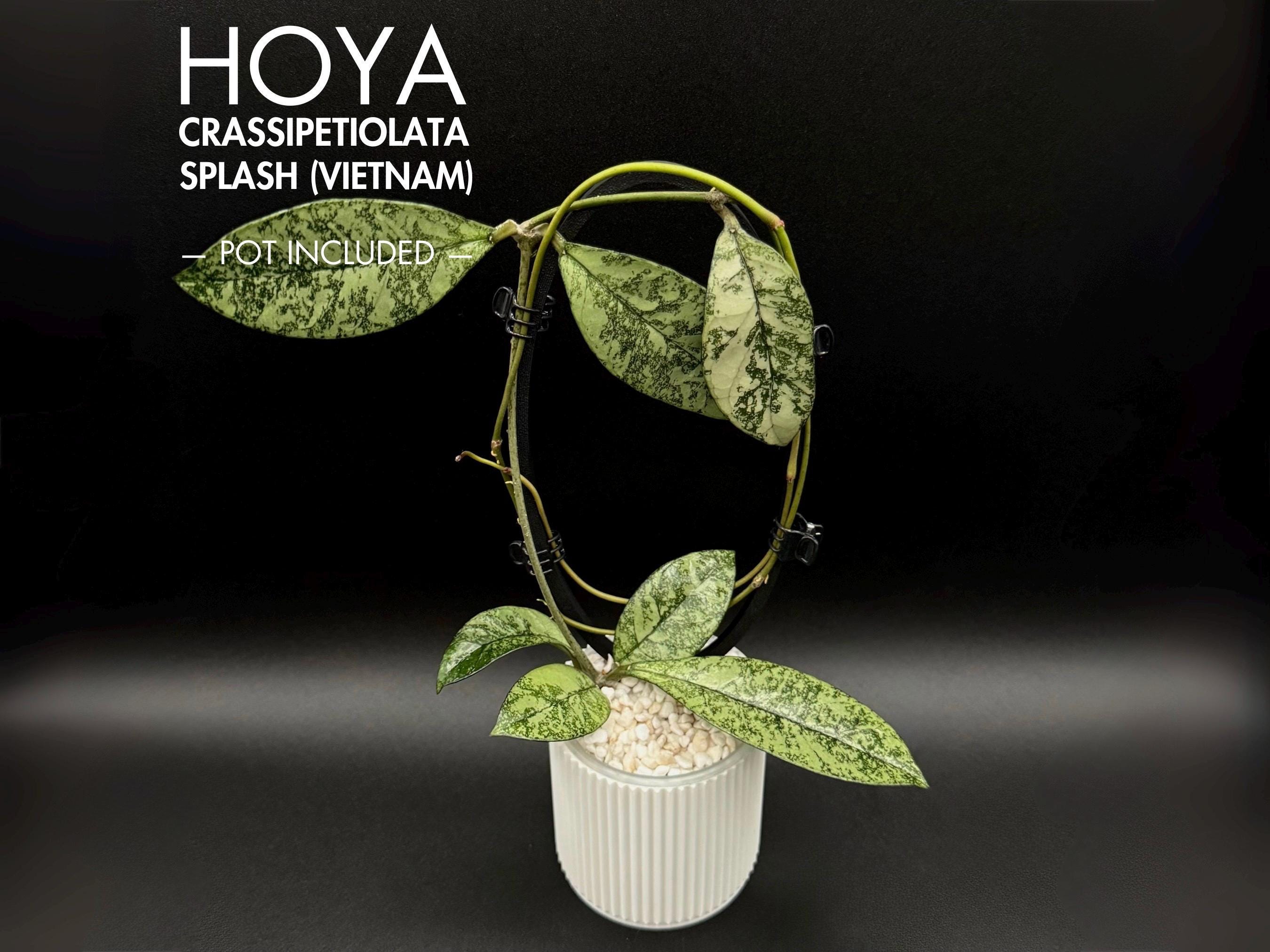 Hoya Crassipetiolata Splash (vietnam) - Etsy